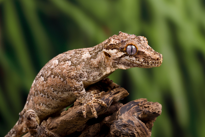 Gargoyle Gecko