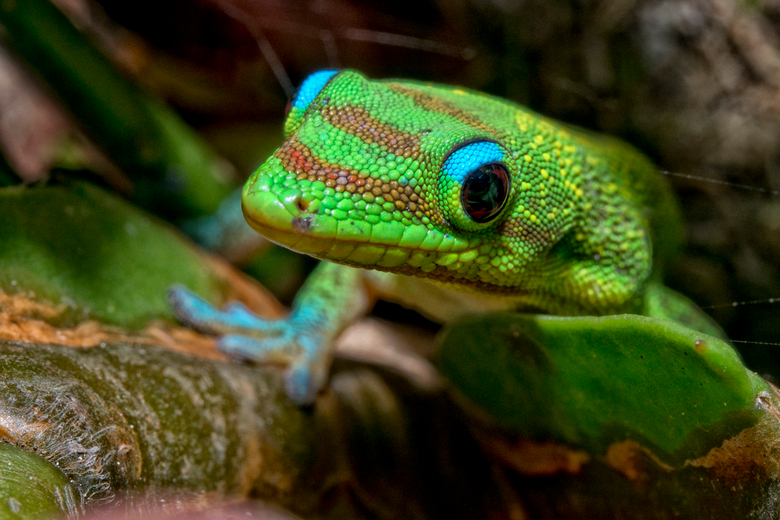 Gold Dust Day Gecko