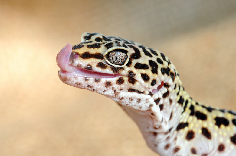 Leopard Gecko