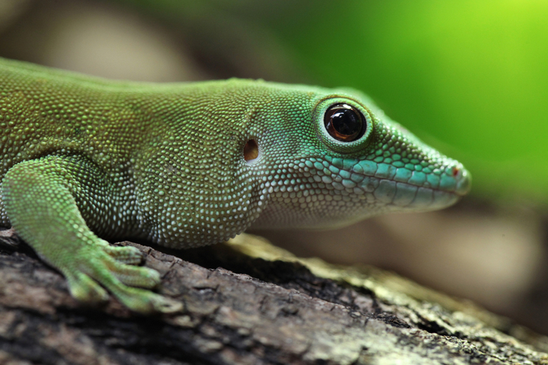 phelsuma madagascariensis