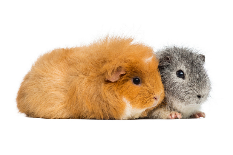 american teddy guinea pig