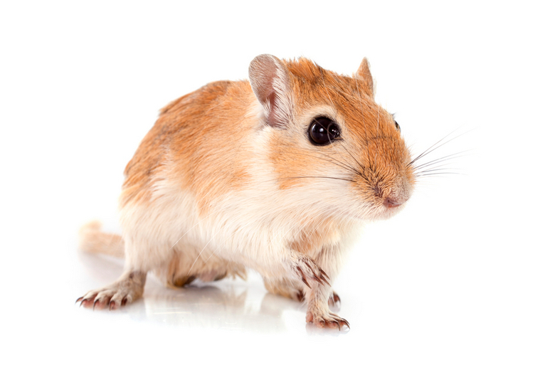 best rodent pet for child