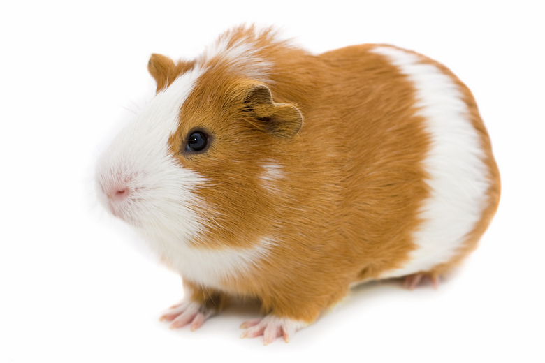 guinea pig