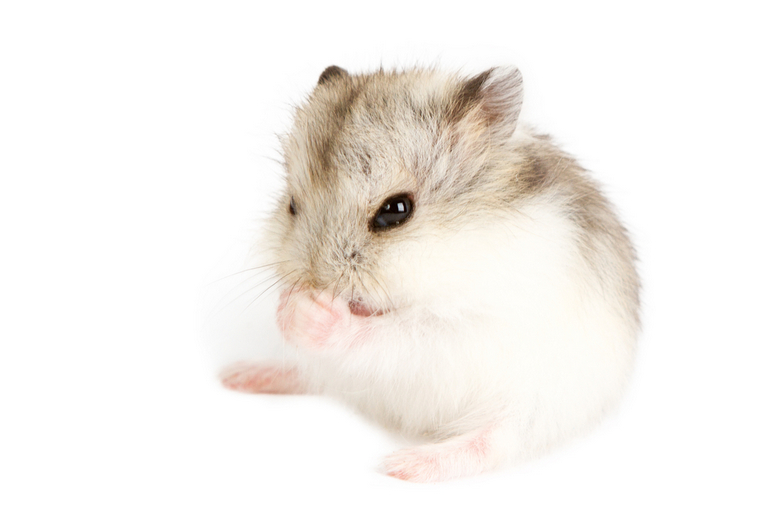 best rodent pet for child