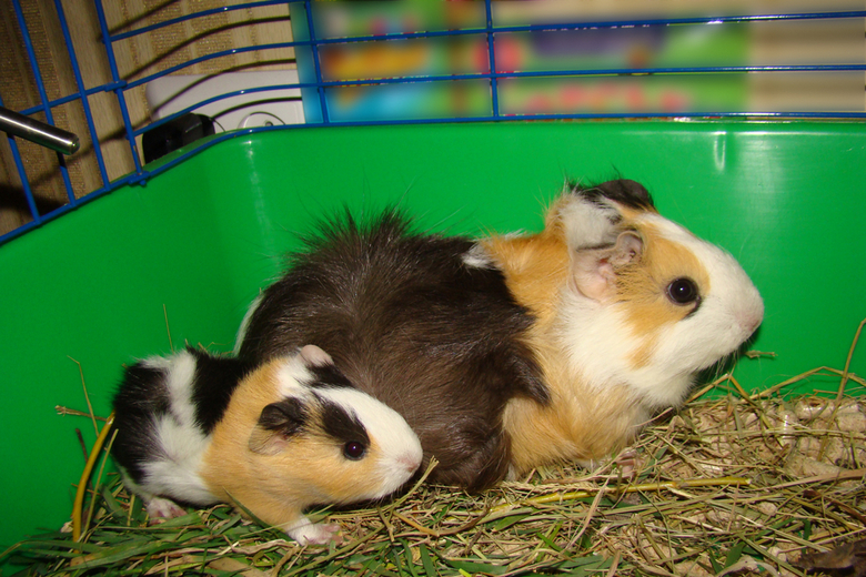 guinea pig cage