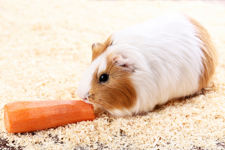 Guinea Pig Food and Diet