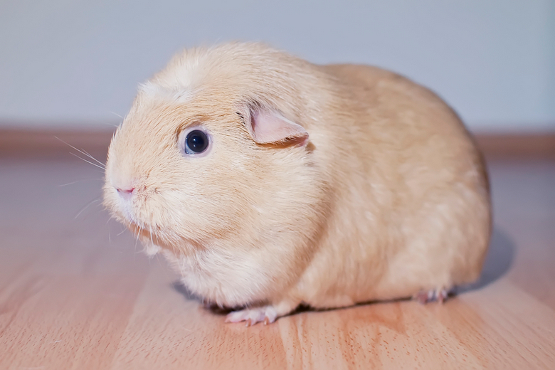 guinea pig portrait