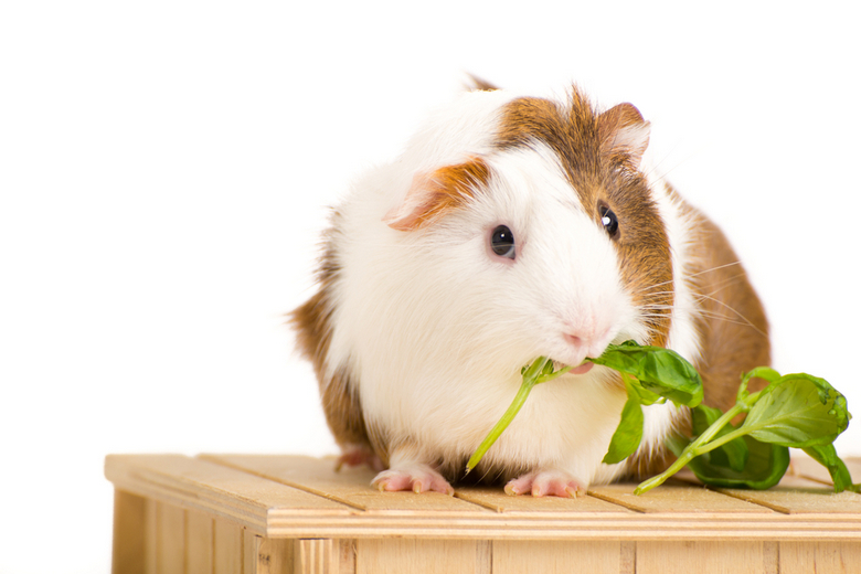 all about guinea pigs care