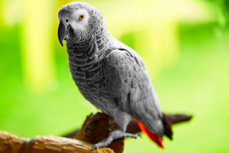 African Gray Parrot