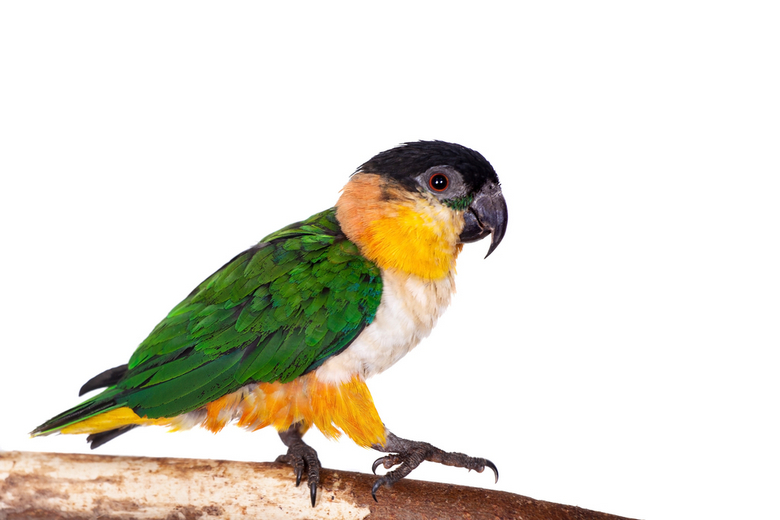 Caique Parrot