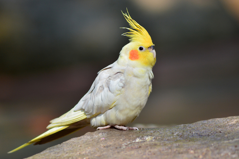 cocktiel parrot