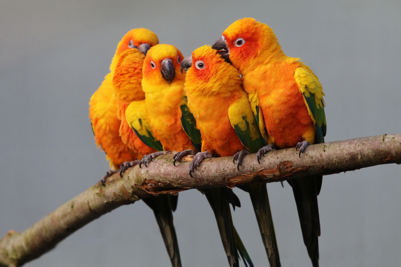 domestic cockatoo breeds