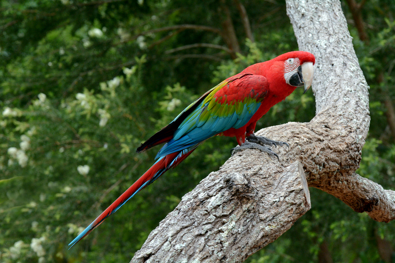 macaw parrot