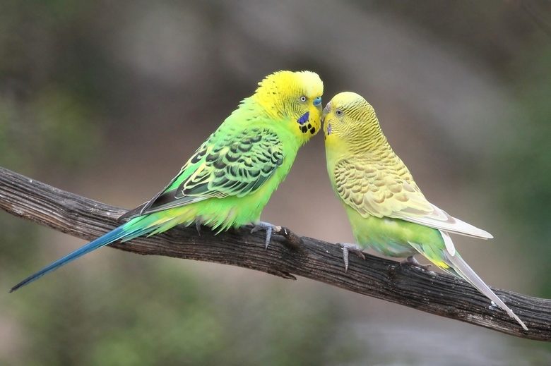 Parakeet Parrot