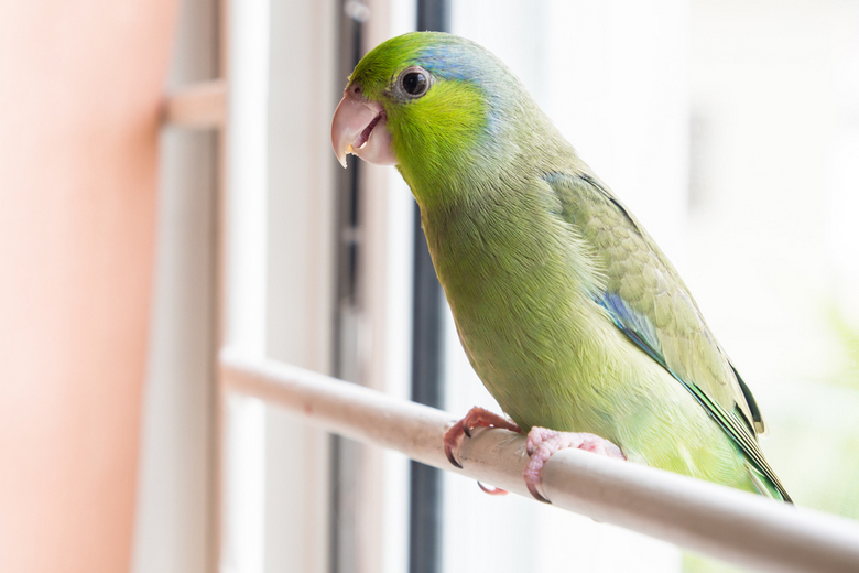 Parrotlet