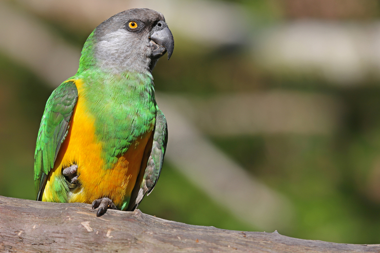 Senegal Parrot