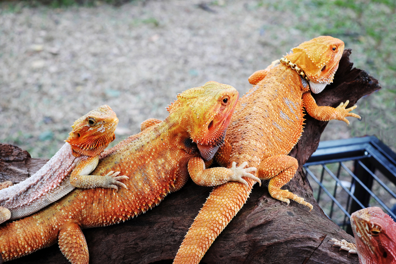 types bearded dragons