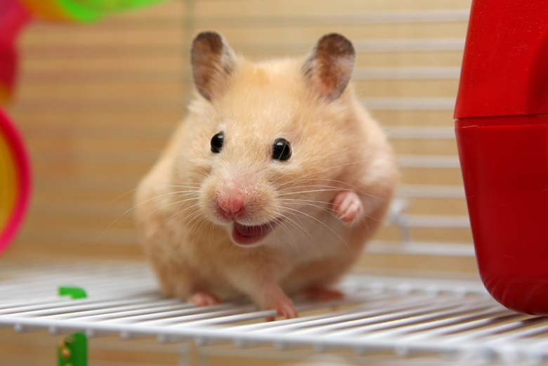 Calculate hamster age in human years (equivalence)