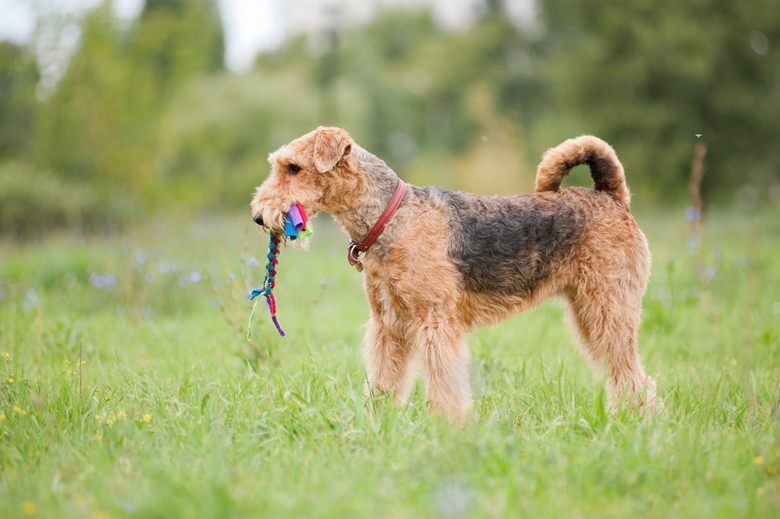 Airedale Terrier