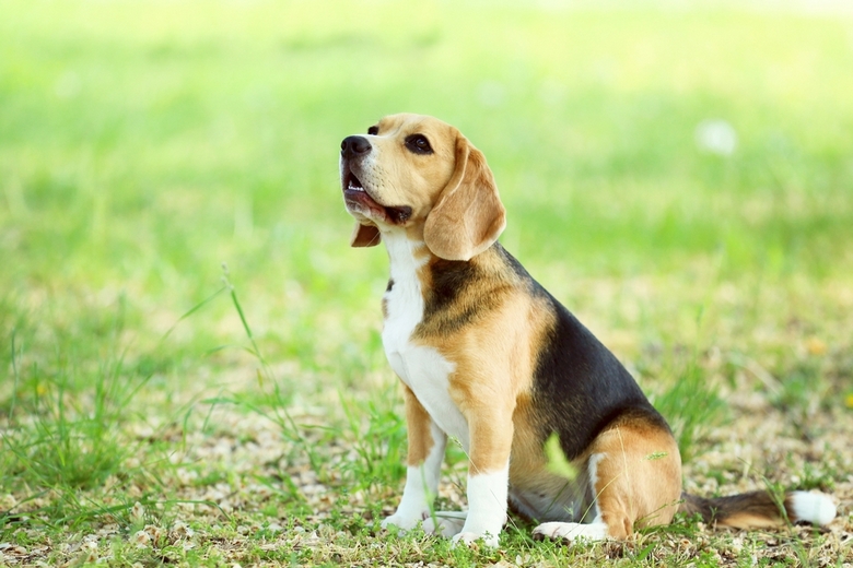 Beagle