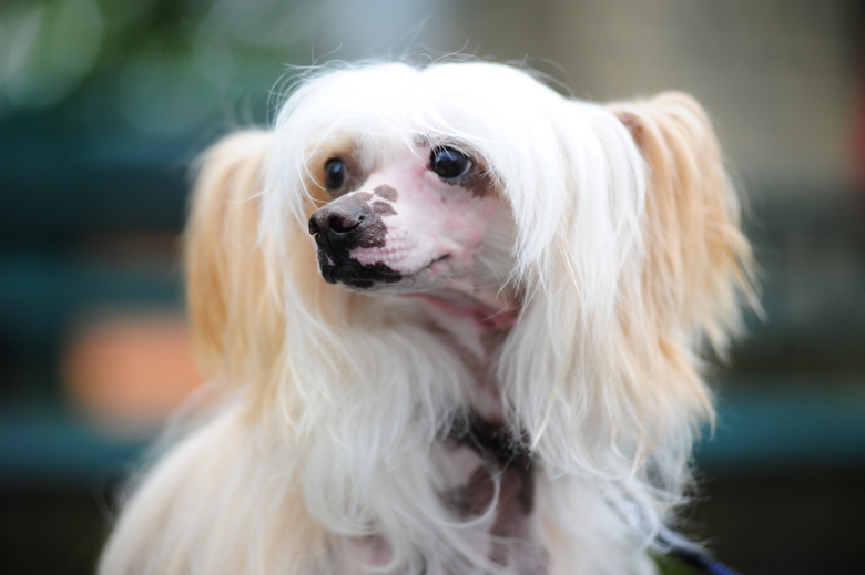 Chinese Crested