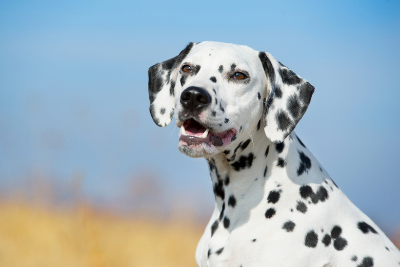 Dalmatian