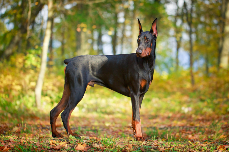 Dobermann