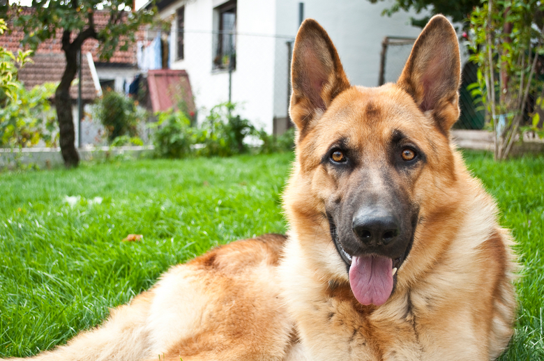 German Shepherd