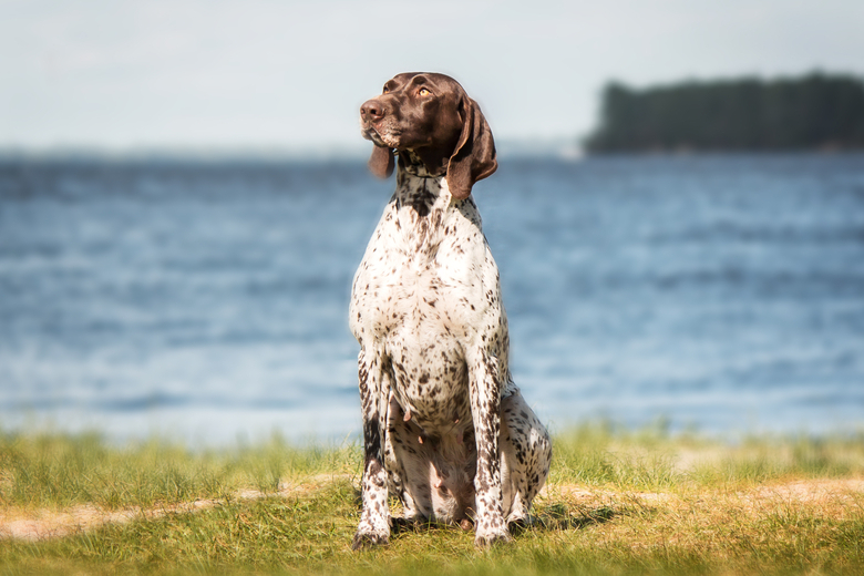 German Shorthaired Pointer