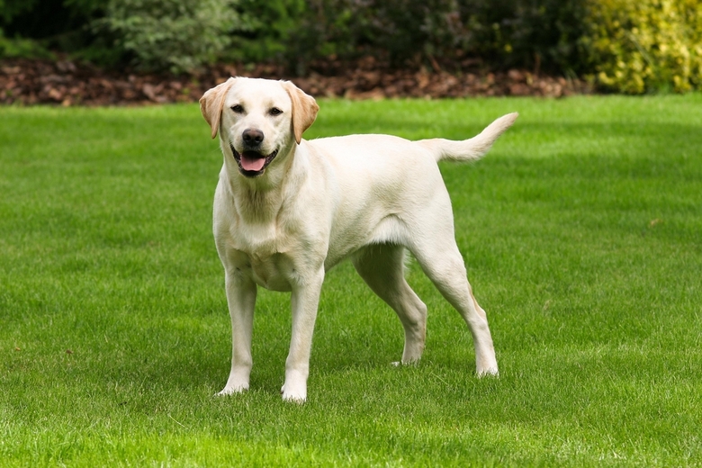 Labrador Retriever