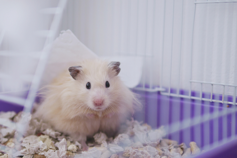 small hamster sitting cage