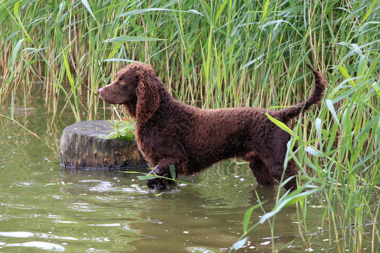 best dog breeds for water