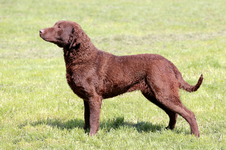 what is the best beach dog