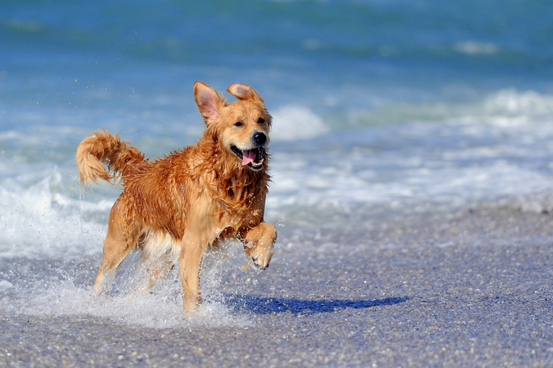 what is the best beach dog