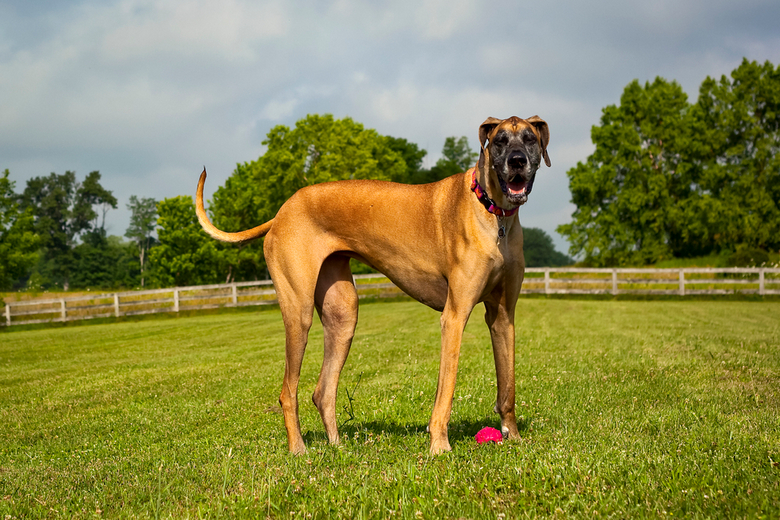 Great Dane