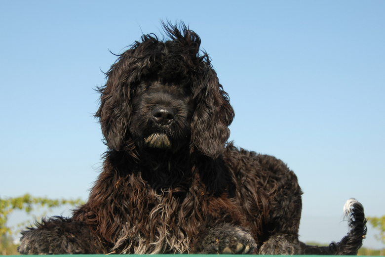 Portuguese Water Dog