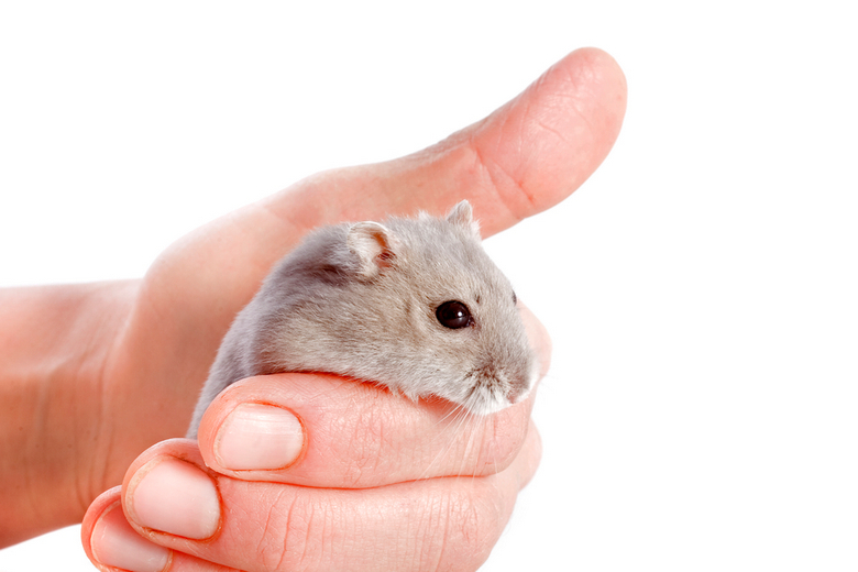 hamster as pet