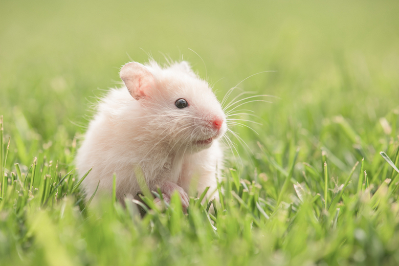 Hamster as Pets: Pros and Cons | Pet Comments