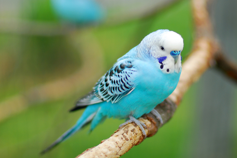 10 Best Bird Pets for Beginners | Pet Comments