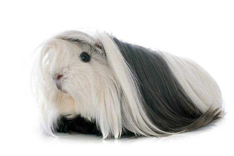 long haired guinea pig