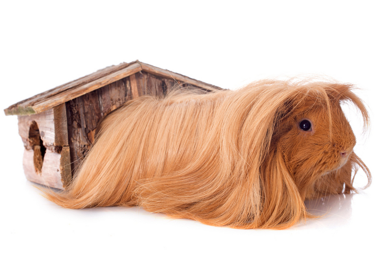 photo peruvian guinea pig