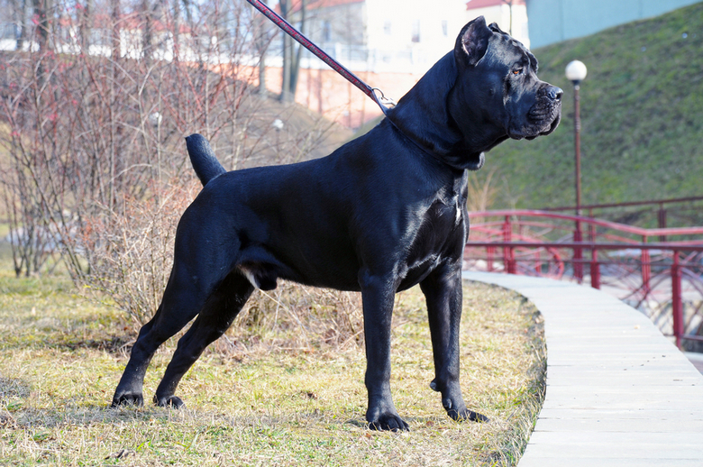 beautiful cane corso