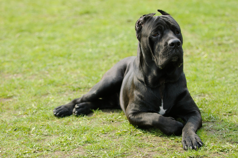 does the cane corso bark