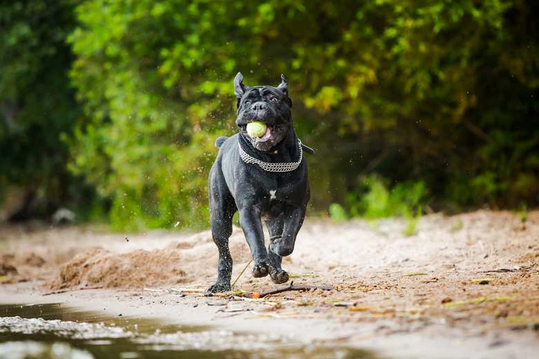 italian cane corso