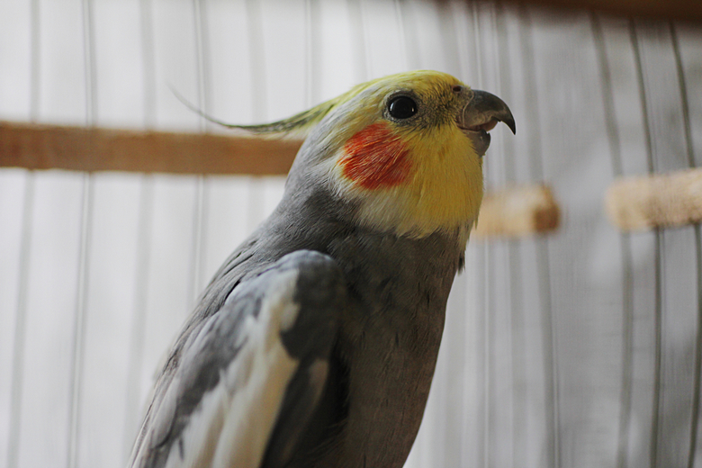 cockatiel cage