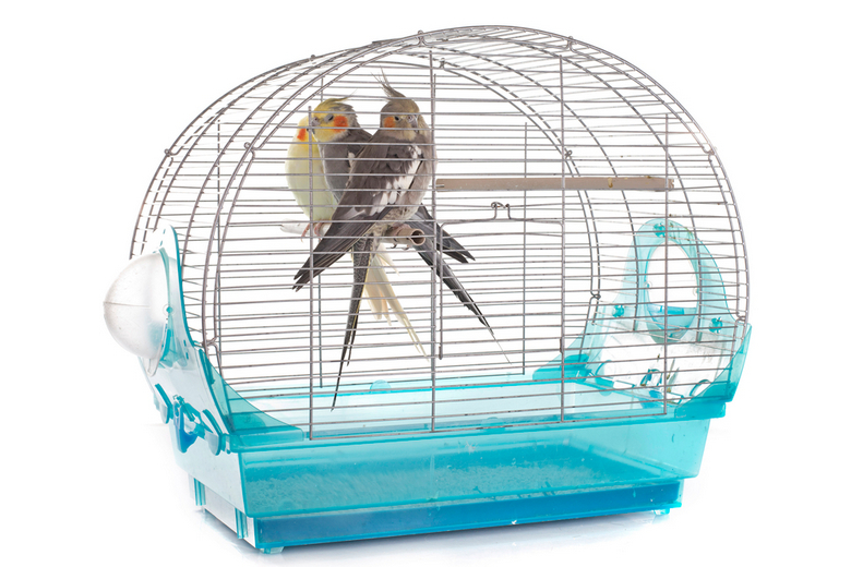 cockatiel in cage