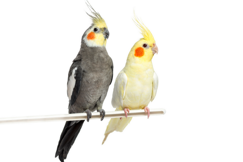 difference of a cockatiel vs cockatoo