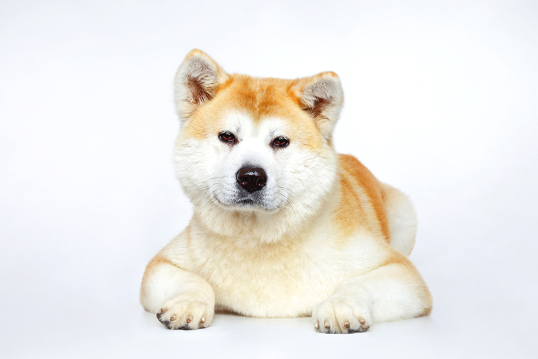 are japanese akita banned in the uk