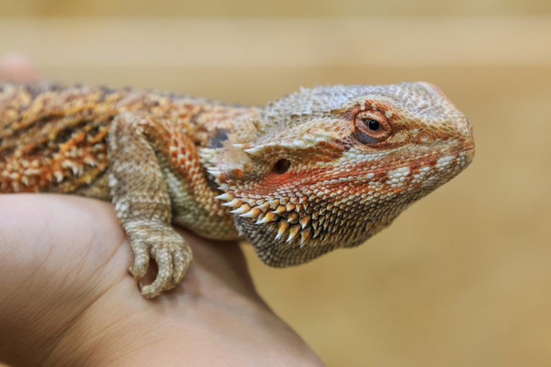 adult bearded dragon