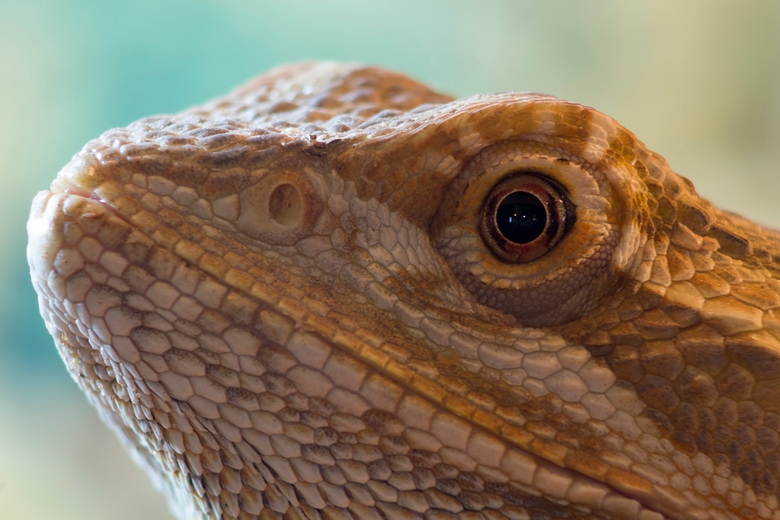 bearded dragon in terrarium